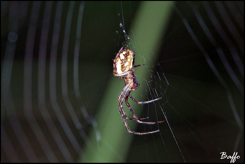 Metellina sp.